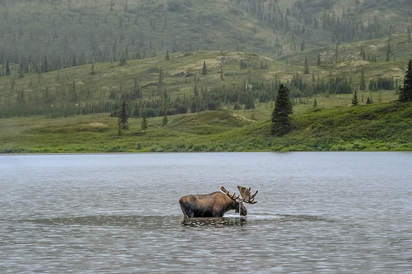 Moose @ Wonder Lake