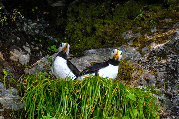 Puffins