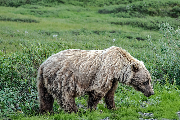 Grizzly