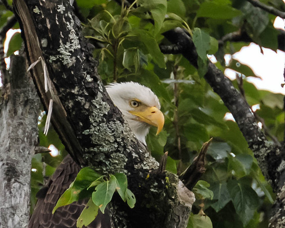 American Eagle