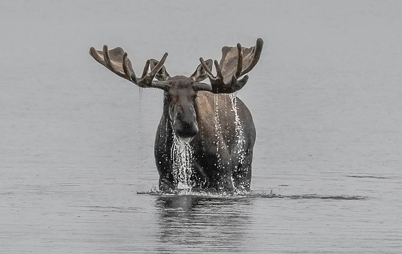 Bull Moose