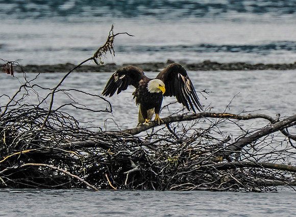American Eagle