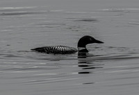 Loon