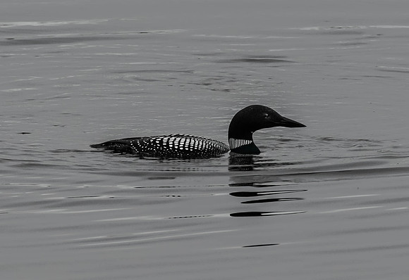 Loon