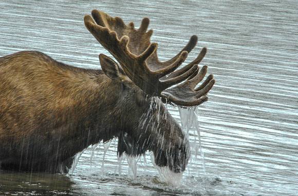 Bull Moose