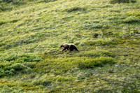 Alaska Adventures July 2014