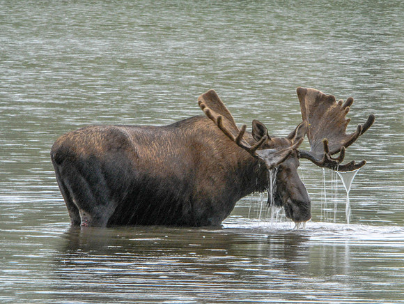 Bull Moose