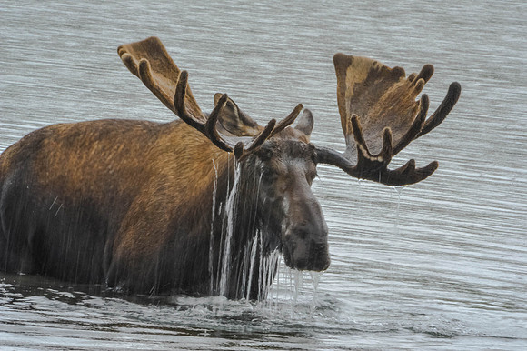 Bull Moose
