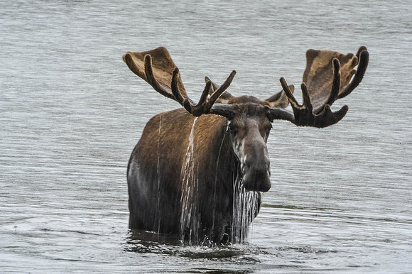 Bull Moose