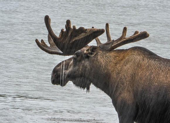 Bull Moose
