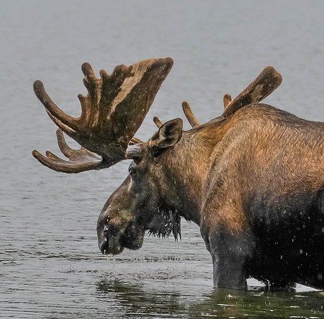 Bull Moose