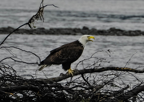 American Eagle