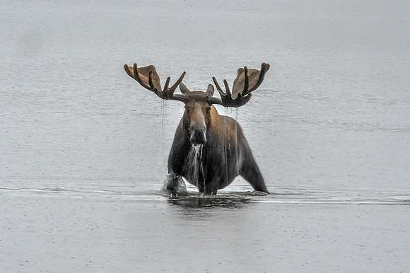 Bull Moose