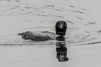Loon