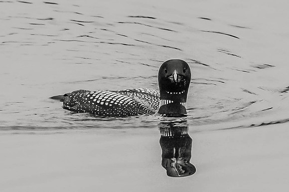 Loon