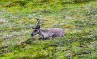 Caribou