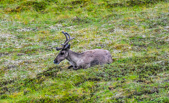 Caribou