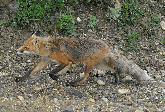 Red Fox