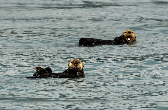 Otter Ham