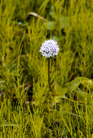 _DSC5083