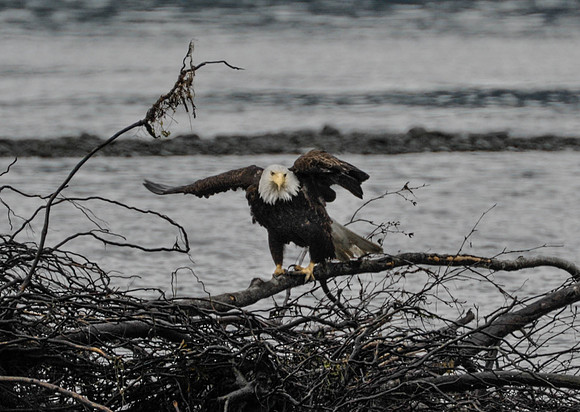 American Eagle