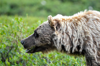 Grizzly