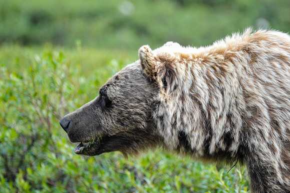 Grizzly