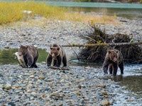 Grizzly Bear