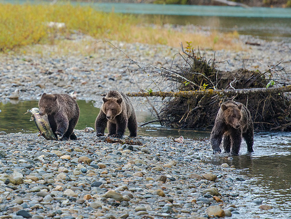 Grizzly Bear