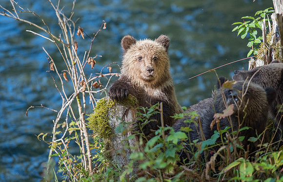Grizzly Cub