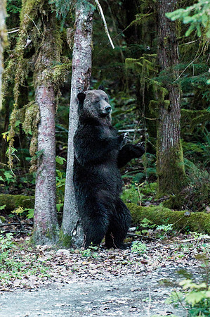 8 ft Grizzly