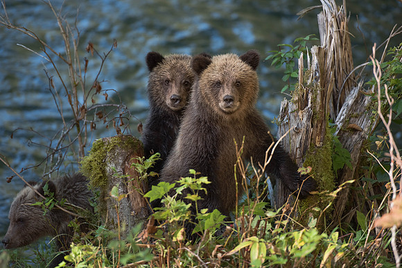 Grizzly Cubs