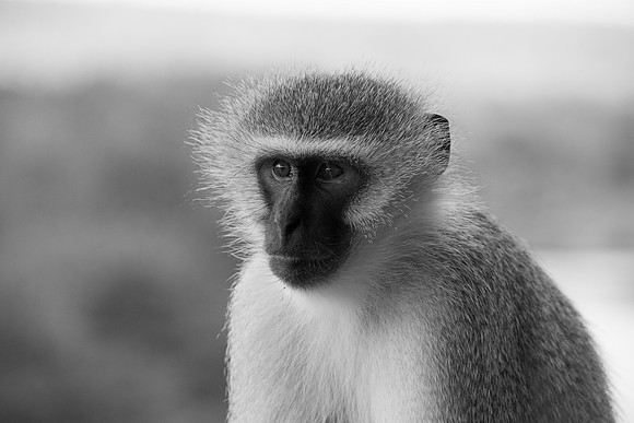 Africa 2016-2