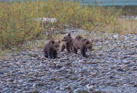 Grizzly Cubs