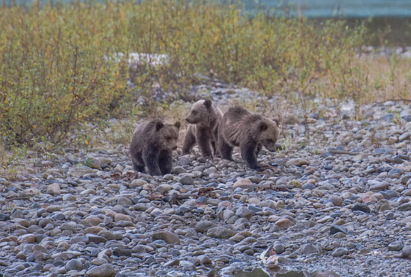 Grizzly Cubs
