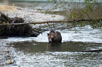 Grizzly Bear