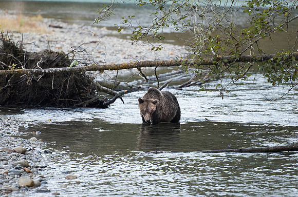 Grizzly Bear