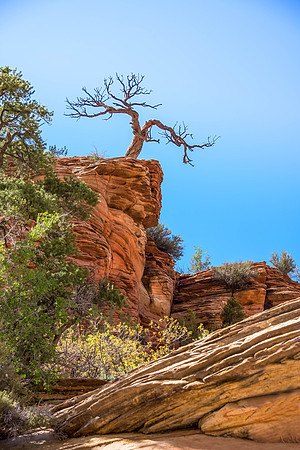 Zion National Park