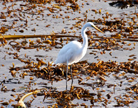 Great White Egret
