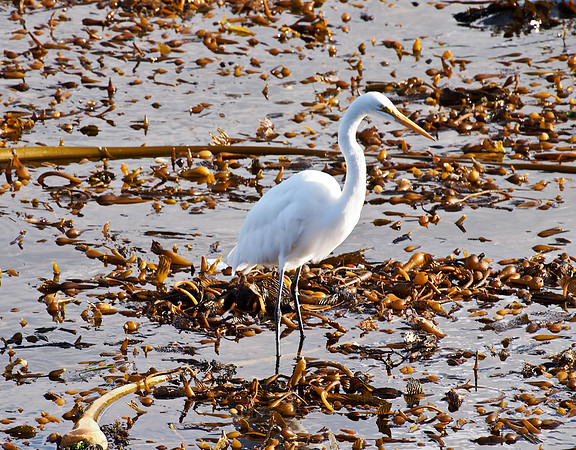 Great White Egret