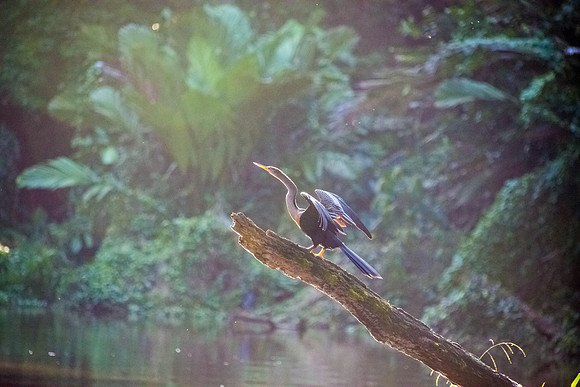 Anhinga in late afternoon sun