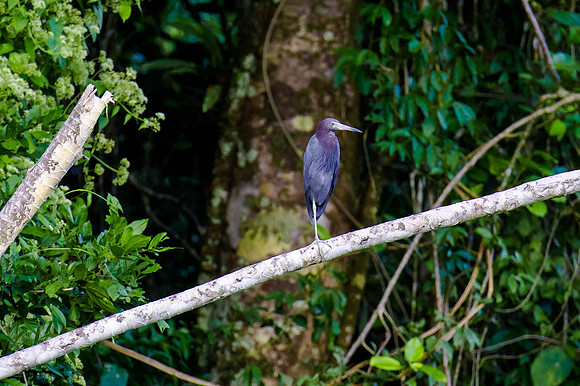 Blue Heron