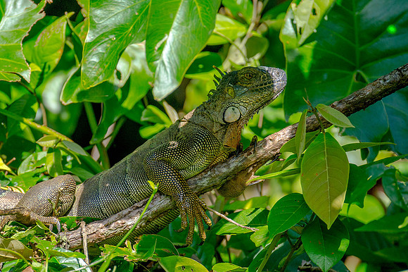 Green Iguana