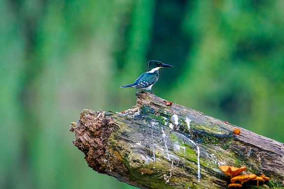 Green Kingfisher
