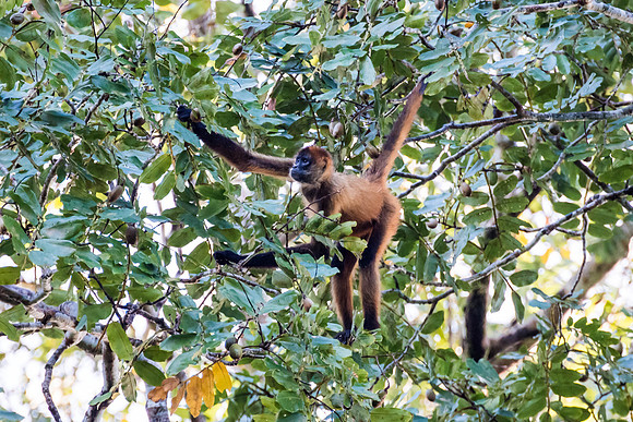 Spider Monkey