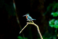 Kingfisher