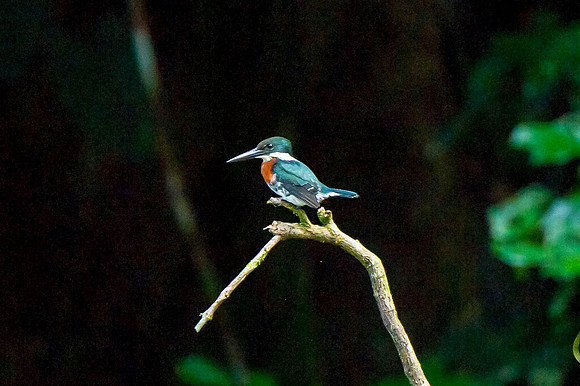 Kingfisher