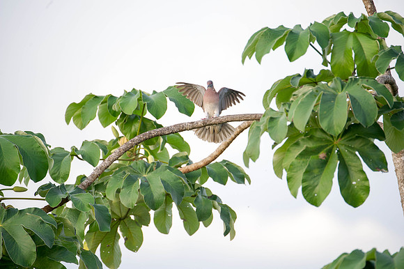 Gray-Chested Dove
