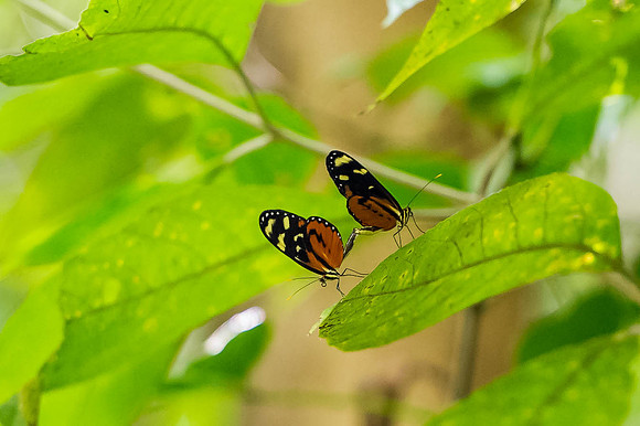 Butterfly Love