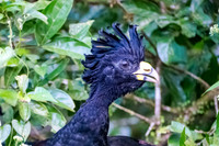 Great Curassow